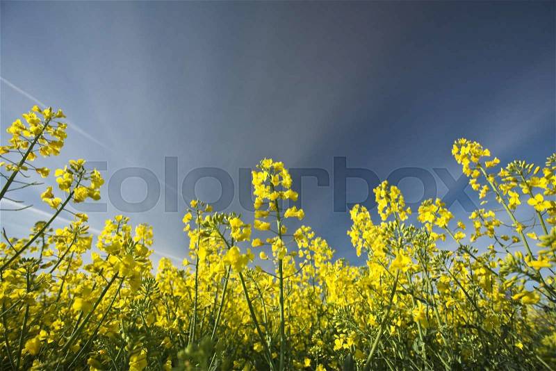 Rapse field and blue sky in the summer in the countryside in denmark, stock photo