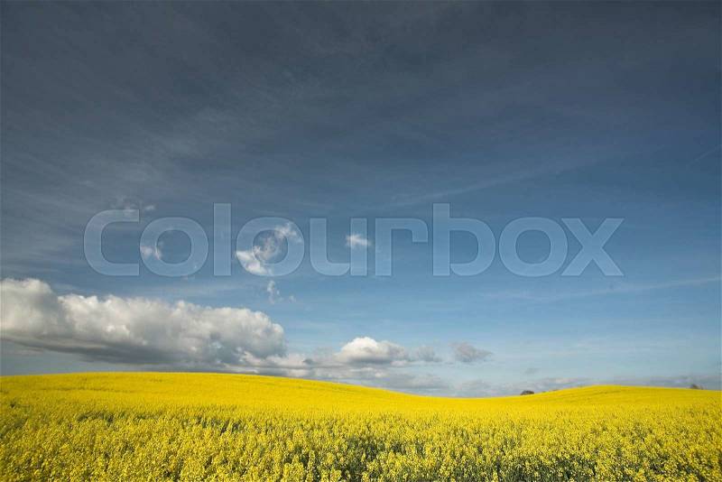 Rapse field and cloudy blue sky in the summer in the countryside in denmark, stock photo