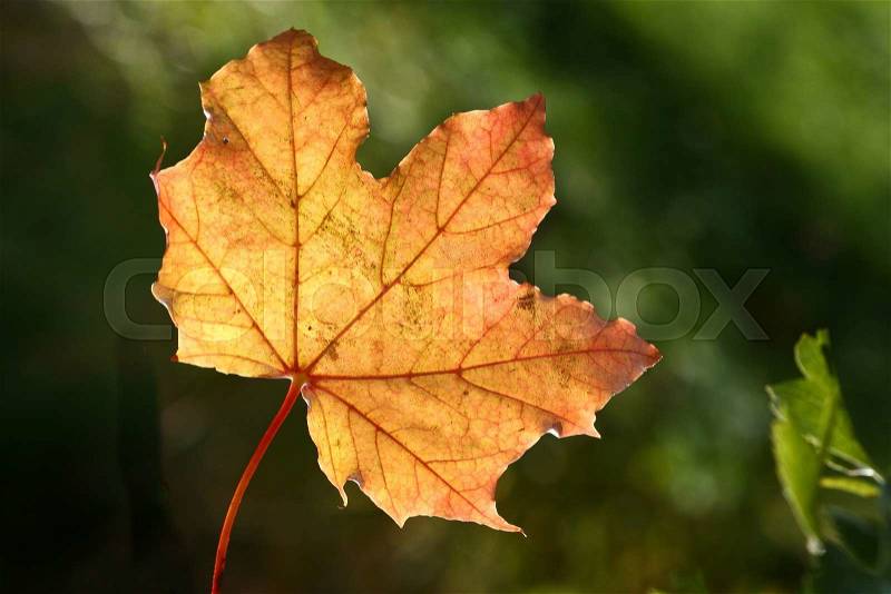 A yellow autumn leave on green background, stock photo