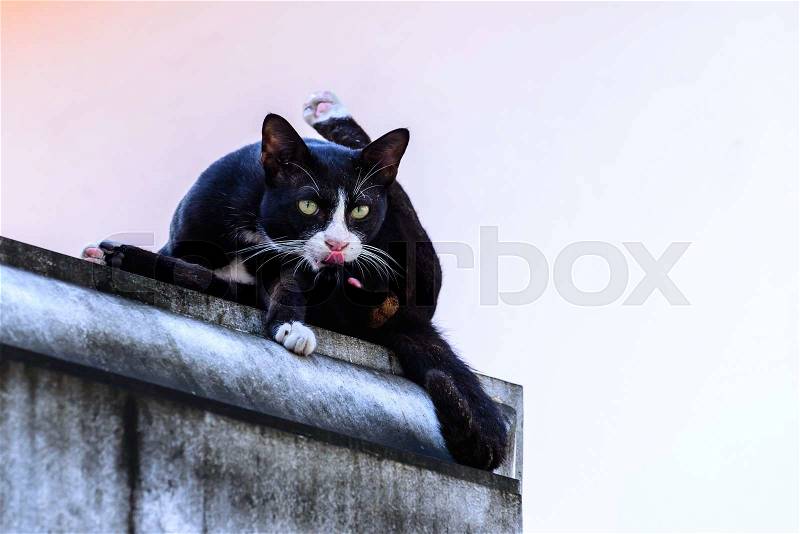 Cute black cat looking forward from top building, stock photo