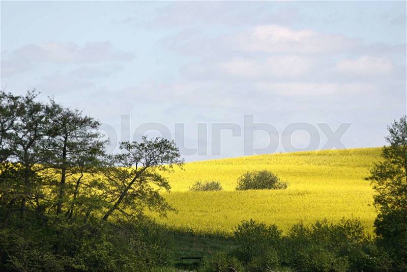 Summer in the countryside in denmark rapse field, stock photo