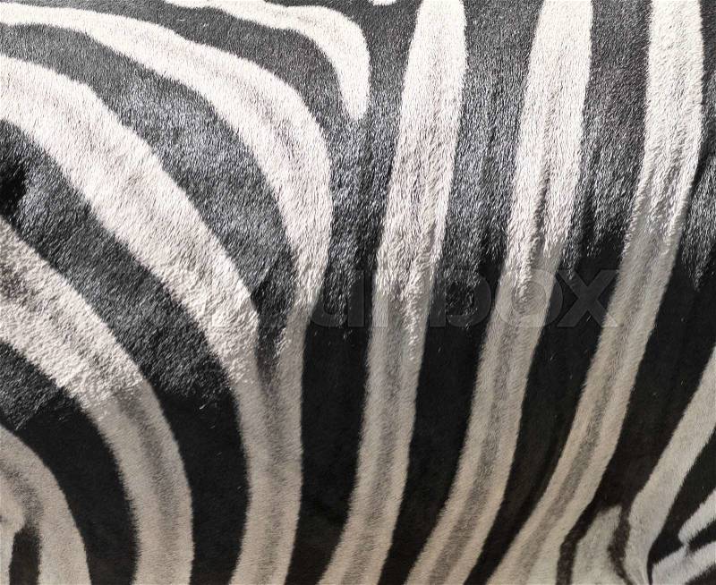 Zebra skin background, stock photo