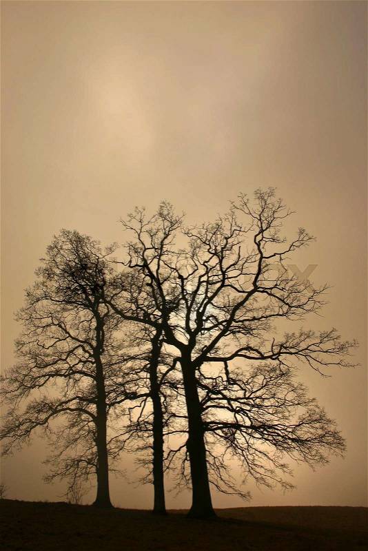Tree silhouettes digital work, stock photo