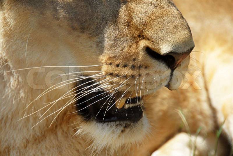 Yellow lioness nose and opened mouth closeup, stock photo