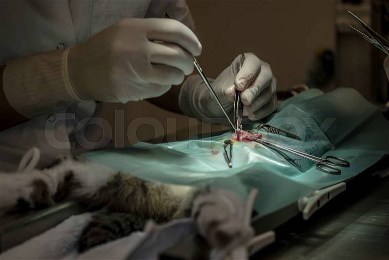 Veterinary surgeon neutering a cat in a veterinary clinic with focus on uterus, stock photo