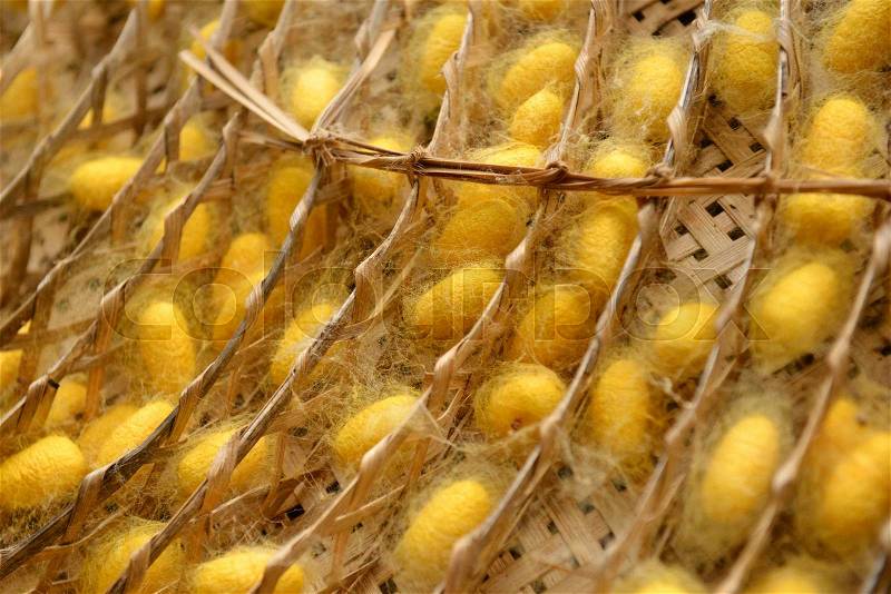 Silk worm nest is made from butterfly worm, stock photo