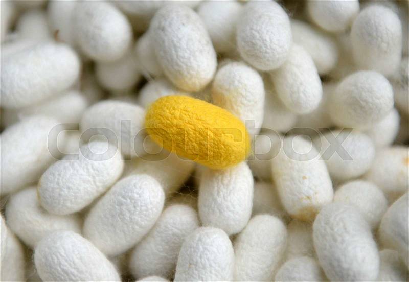 Silk worm nest is made from butterfly worm, stock photo