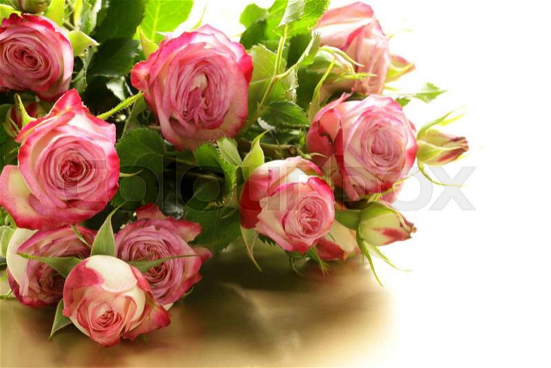 Pink roses on a gold background, stock photo