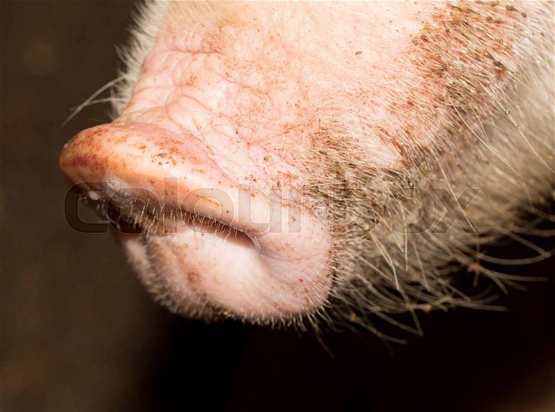 Nose pig farm, stock photo