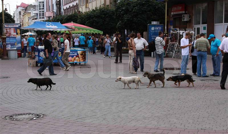 The Eastern Europe, Ukraine on August,07 th 2009 Many stray dogs walk the streets and frighten people, stock photo