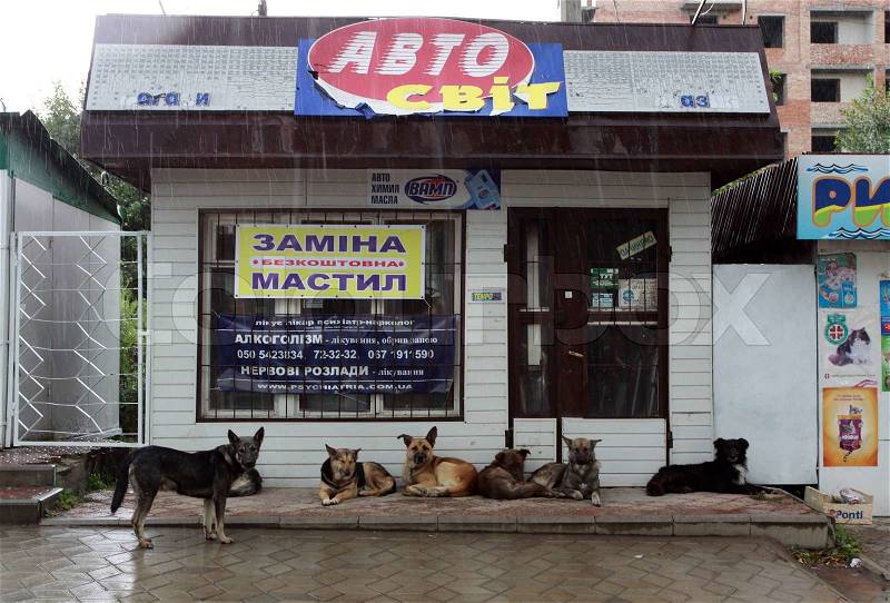 The Eastern Europe, Ukraine on August,07 th 2009 Many stray dogs walk the streets and frighten people, stock photo