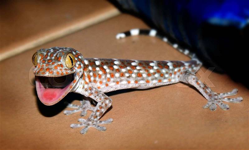 Happy gecko open mounth looking to camera, stock photo
