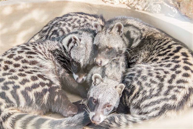 Three African Civet sleep, stock photo