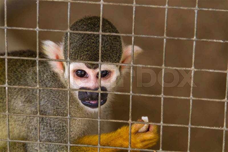 The poor squirrel monkeys locked in a prison cell, stock photo