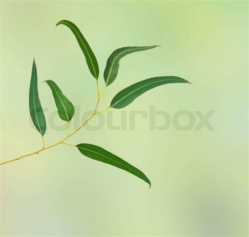 Close up of eucalyptus branch, stock photo