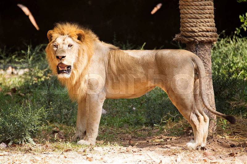Male Lion walking and looking on the floor, stock photo