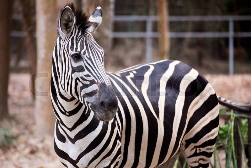 Zebra standing on the forest in Zoo, stock photo