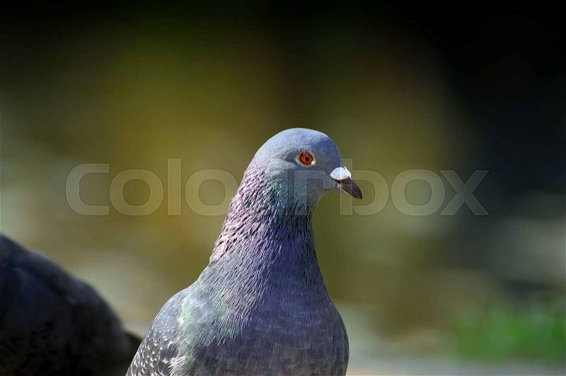 Portrait of a pigeon close up, stock photo