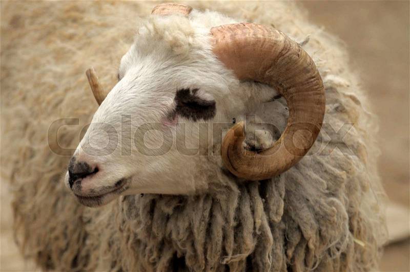 The head of a ram closeup, stock photo