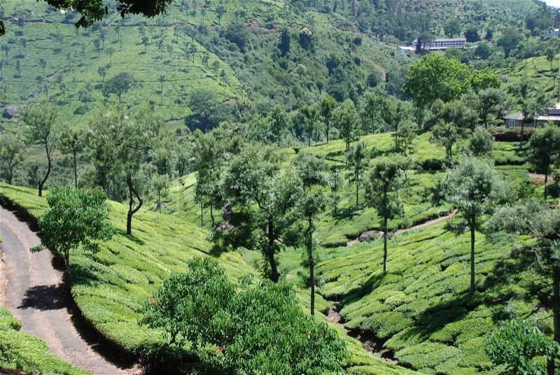 Tea Gardens, Nilgiri Hills, Tamil Nadu, South India, stock photo