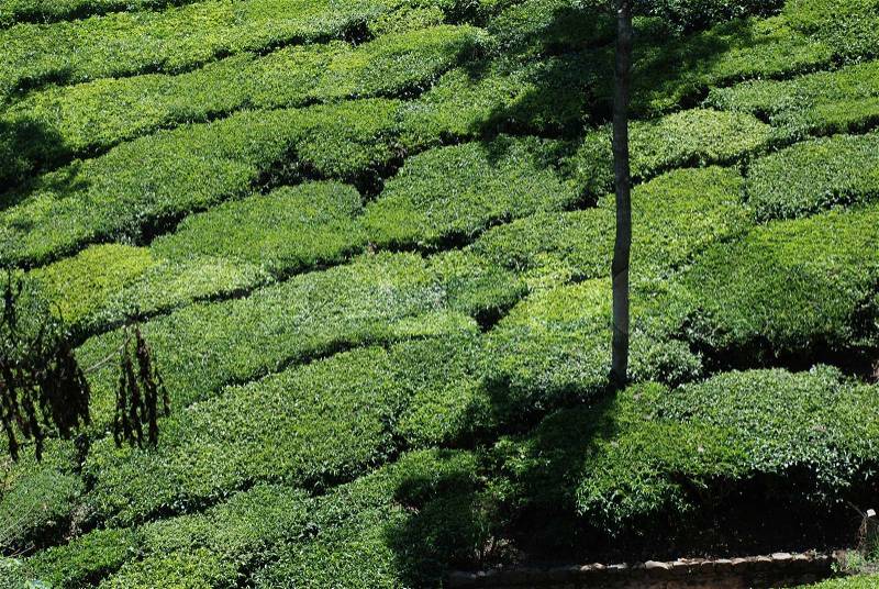 Tea Gardens, Nilgiri, Hills, Tamil Nadu, South India, stock photo