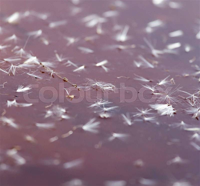 Fluff from a dandelion on the surface of the water in nature, stock photo
