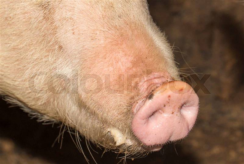 Nose pig farm, stock photo