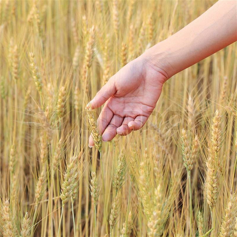 Hand woman touch barley field of agriculture rural scene, stock photo