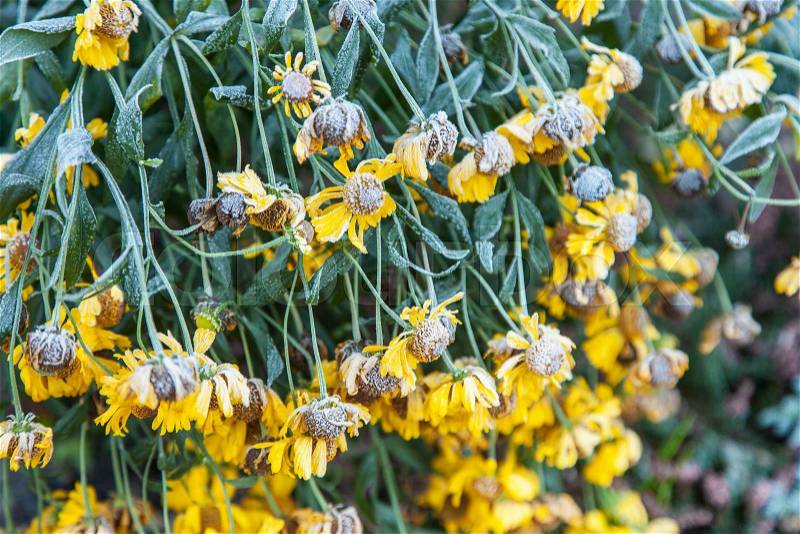 Faded of yellow flowers covered with rime closeup, stock photo