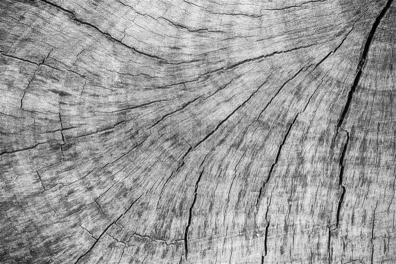 Old tree stump texture background, stock photo
