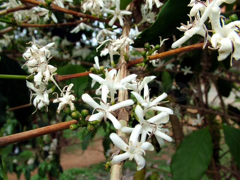 Coffee Flowers from Coffee Estate Karnataka, stock photo