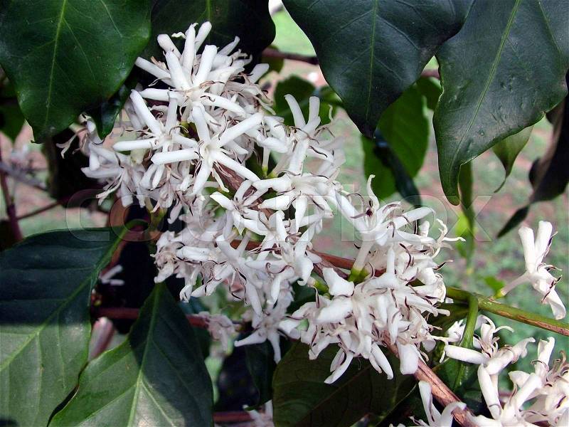 Coffee Flowers from Coffee Estate Karnataka, stock photo