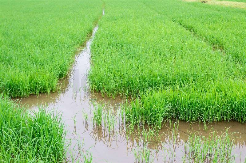 Fresh green rice seedlings in paddy rice, stock photo