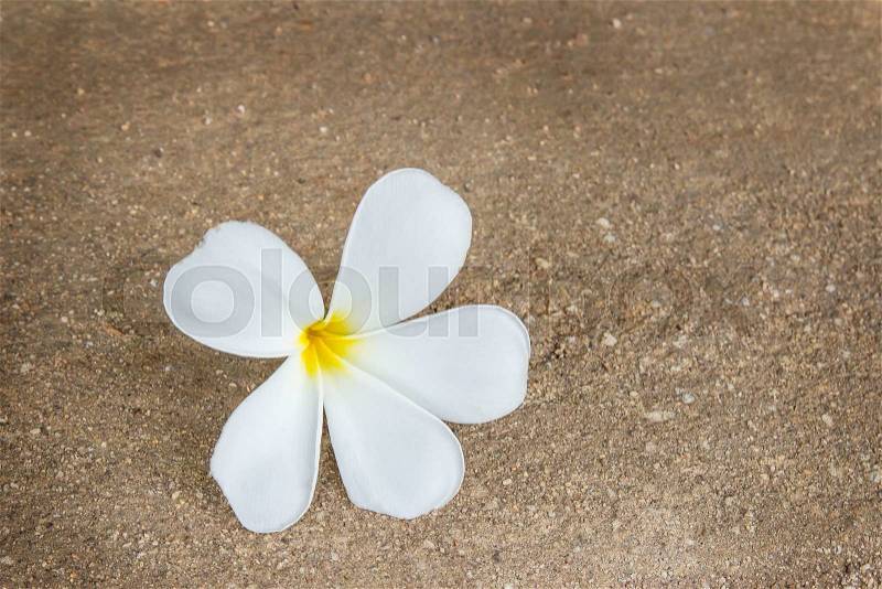Close up fresh tropical Plumeria flower on the floor , stock photo