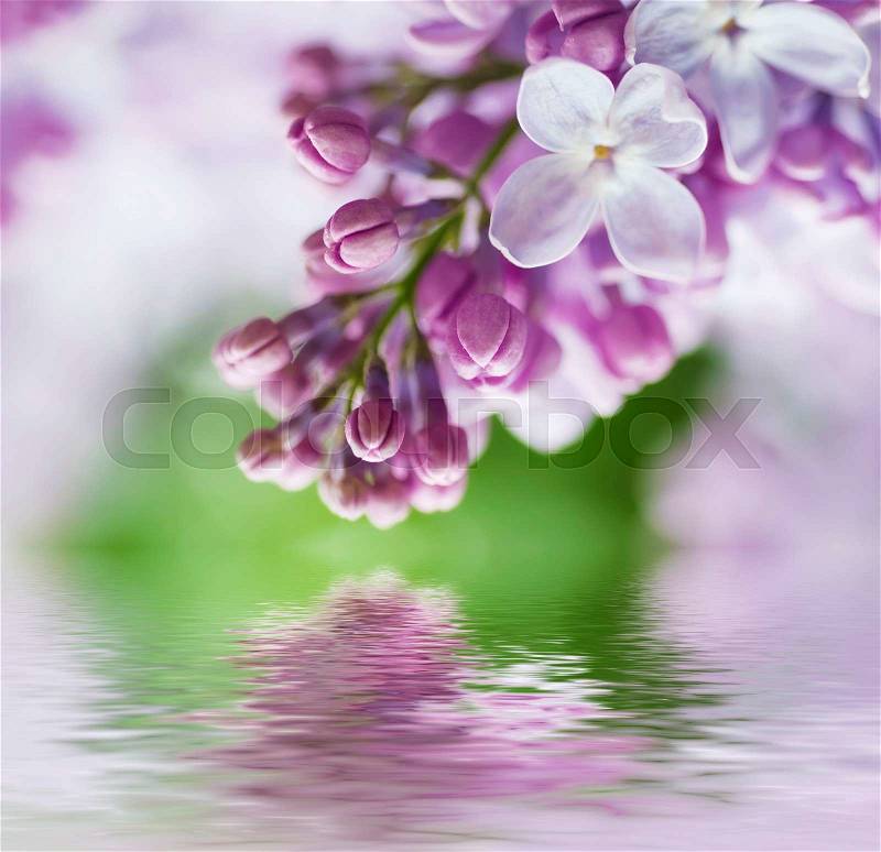 Branch of lilac flowers with the leaves, vintage retro hipster image with water reflection, seasonal spring holiday background, stock photo