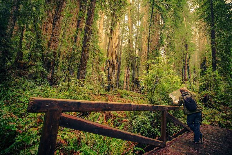 Hiker with Map on a Trail in the Redwood Forest National Park, California, United States. Hiking Redwoods, stock photo