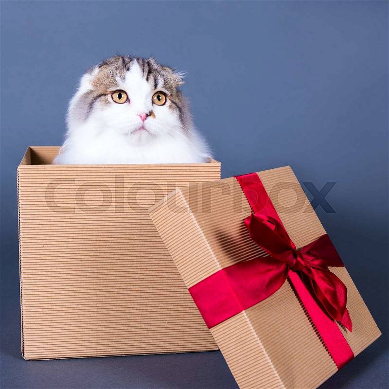 Cute young british cat sitting in gift box over grey background, stock photo