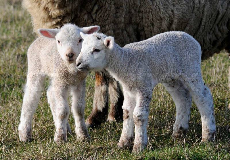 Stock image of \'easter lamb, easter, Easter lambs\'