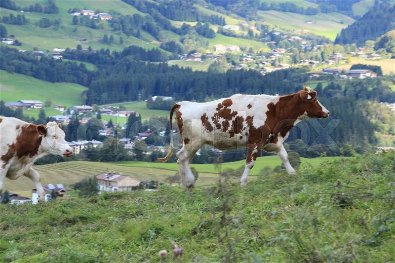 Two cows walking in the mountains and in the valley you see a village with houses in the wonderful summer in Austria, stock photo