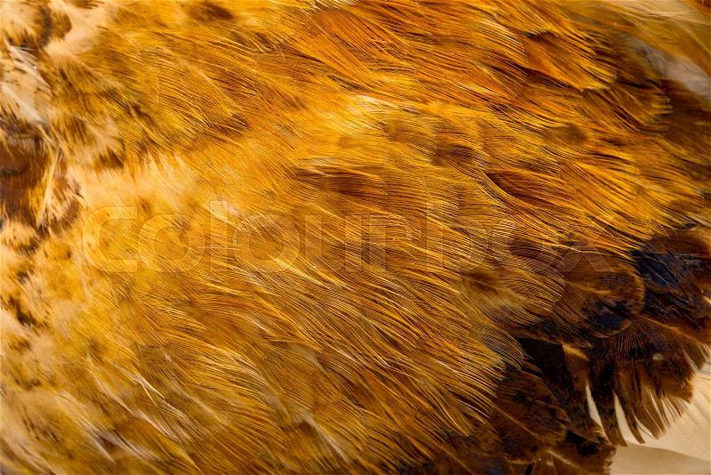 Background feather rooster closeup, stock photo