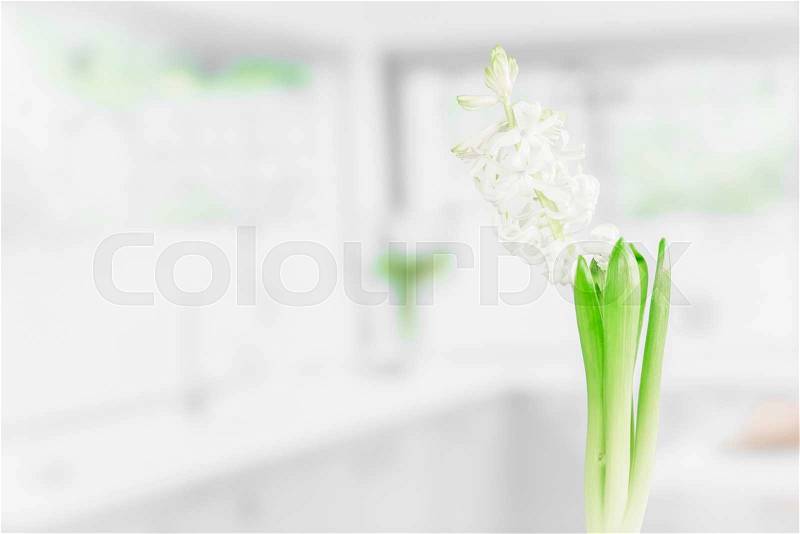 Indoor flower in a bright kitchen in the spring, stock photo