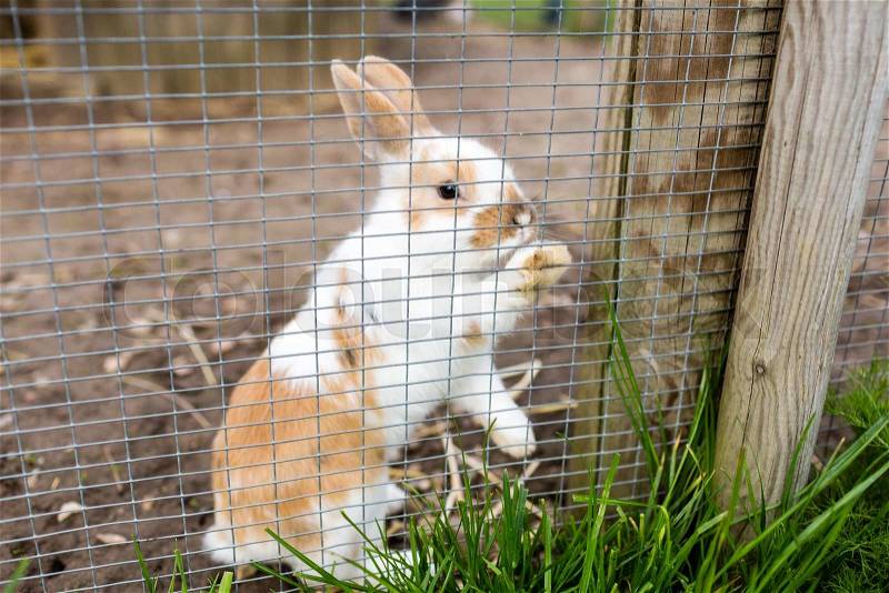 Young cute rabbit outdoors in farm animal enclosure on a sunny day, stock photo