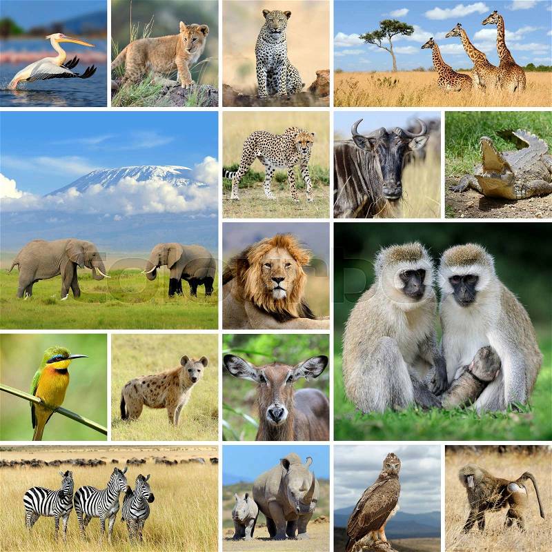 African wild animals safari collage with many photos, stock photo