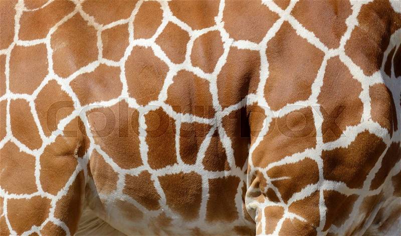 Genuine leather skin of giraffe with light and dark brown spots, stock photo