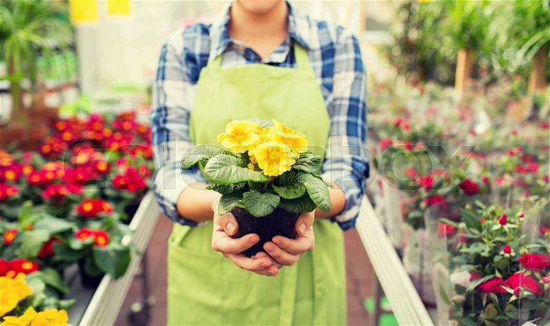 People, gardening and profession concept - close up of happy woman or gardener holding flowers at greenhouse or shop, stock photo