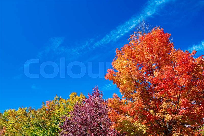 Autumnal landscape. Leaves and trees background, red foliage, stock photo