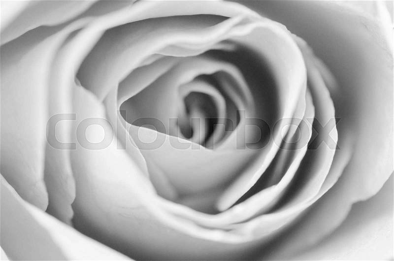 Center of black and white rose in bloom, stock photo