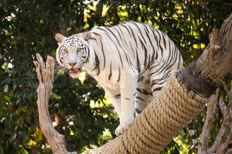 The White Tiger on the tree and looking something, stock photo