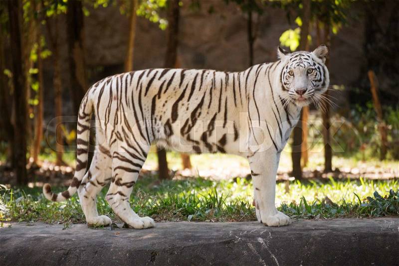 The White Tiger walking and looking something, stock photo