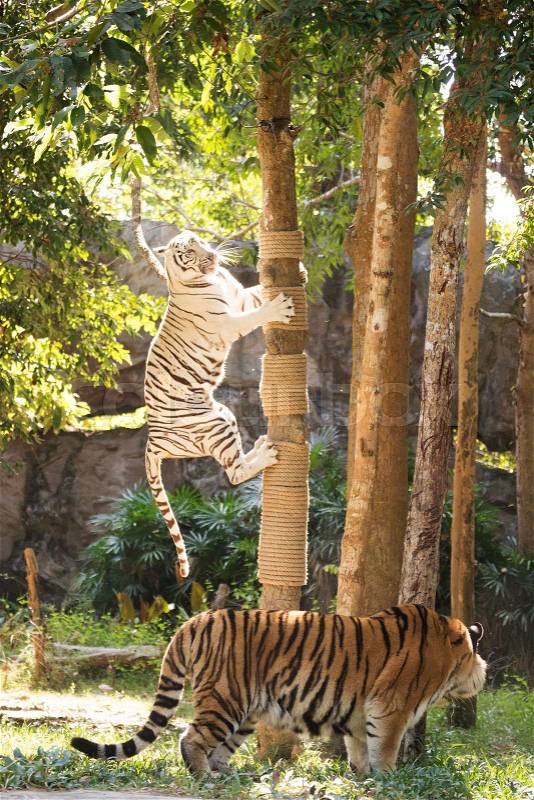 The white tiger take down from the tree, stock photo